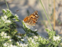 Vanessa cardui