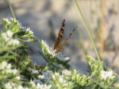 Vanessa cardui