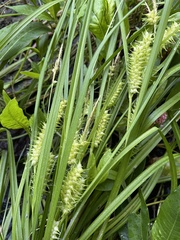 Carex retrorsa