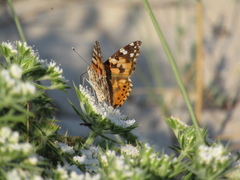 Vanessa cardui