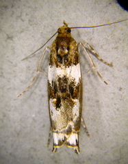 Prionapteryx nebulifera