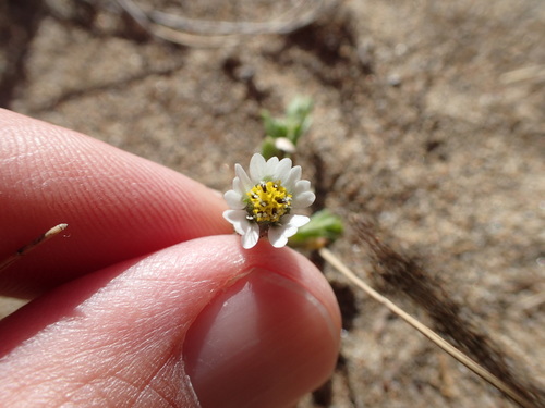 Image of Layia carnosa by no rights reserved