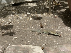 Pholidoscelis griswoldi