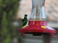 Chlorostilbon melanorhynchus