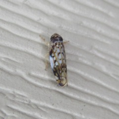 Scaphoideus opalinus