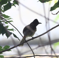 Pycnonotus cafer