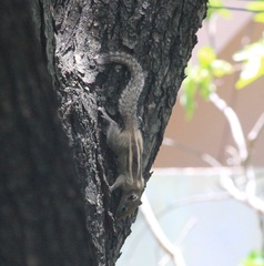 Funambulus palmarum
