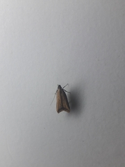 Dichomeris heriguronis