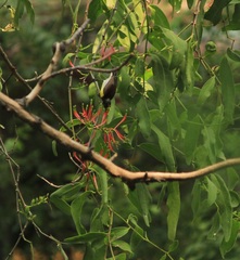 Leptocoma zeylonica