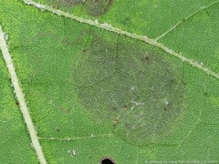 Phyllonorycter lucetiella