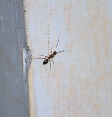 Camponotus