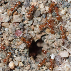 Forelius pruinosus