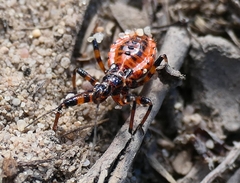 Rhynocoris iracundus