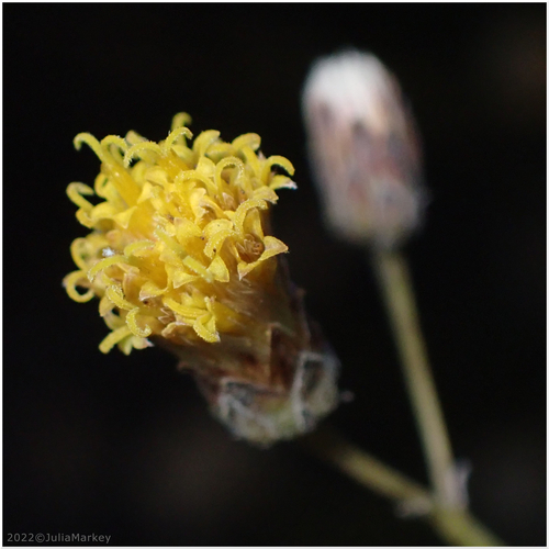 Sweetbush