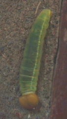 Hesperiidae