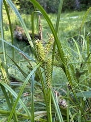 Carex retrorsa