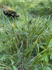 Carex retrorsa