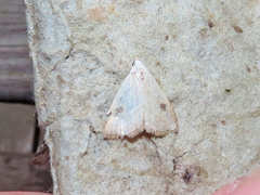 Rivula propinqualis