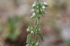 Sideritis romana