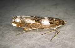 Prionapteryx nebulifera