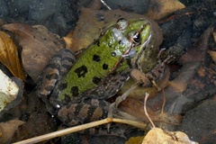 Pelophylax