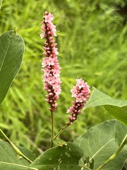 Persicaria orientalis