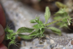 Sideritis romana