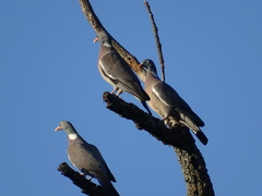Columba palumbus