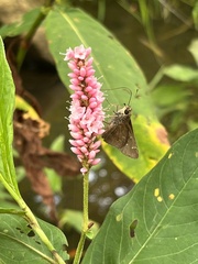 Persicaria orientalis