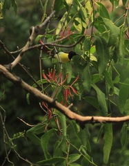 Leptocoma zeylonica