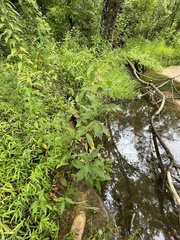 Persicaria orientalis