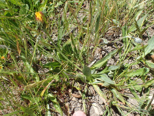 Image of Microseris paludosa by no rights reserved