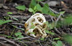 Clathrus chrysomycelinus