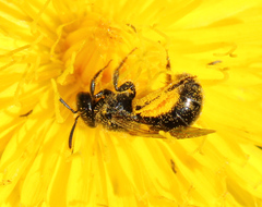 Hemihalictus