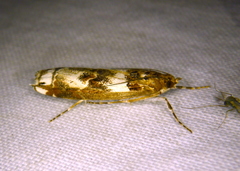 Prionapteryx nebulifera