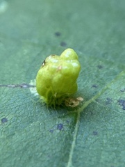 Phytoptus