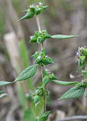 Spiracantha cornifolia