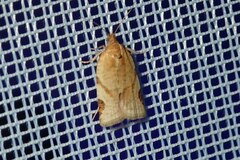 Paramesia gnomana