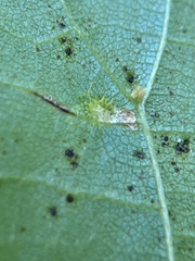 Phytoptus