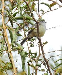Serpophaga griseicapilla