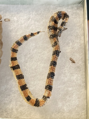 Banded Sand Snake