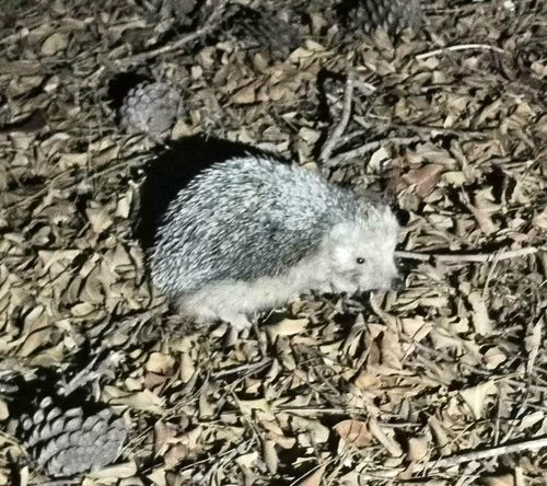 North African Hedgehog, Triq Girolamo Cassar, Il-Belt Valletta, Malta, photo 6 of 10