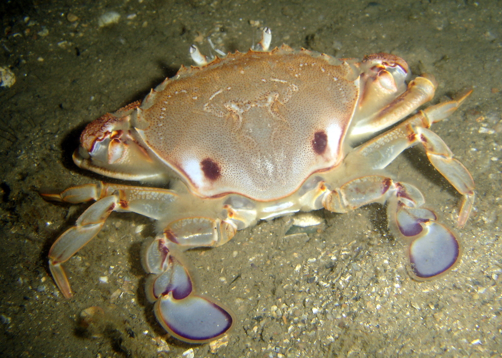 Surf Crab