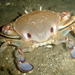 Surf Crab - Photo (c) Sarah Speight, some rights reserved (CC BY-NC-SA)