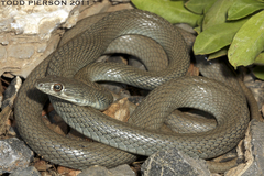 Wadi Racer photo 4