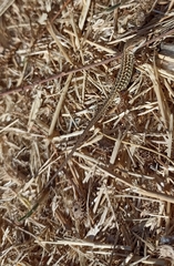 Podarcis siculus