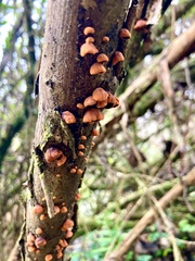 Anthracophyllum discolor