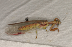 Ditaxis meridiei