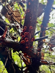 Anthracophyllum discolor