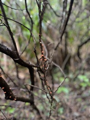 Anthracophyllum discolor